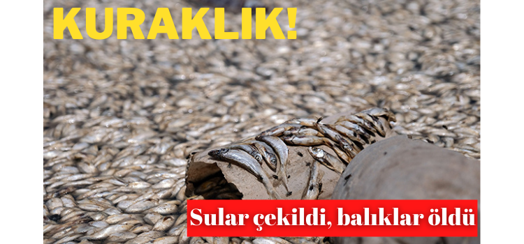 Sular çekildi, balıklar öldü