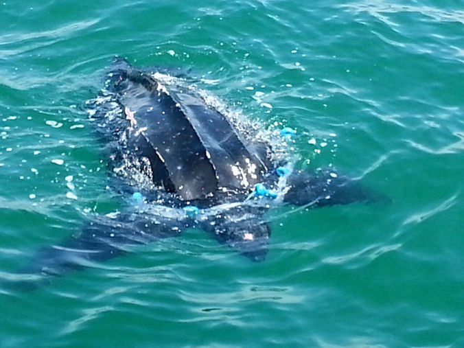 Mersin'de 2016 yılında ilk kez 2 metre boylarında deri sırtlı deniz kaplumbağası g&ouml;r&uuml;lm&uuml;şt&uuml;. Balık&ccedil;ı ağına dolanmış ve bitkin halde bulunan kaplumbağanın, ağdan kurtarılarak yeniden derin sulara d&ouml;nmesi sağlanmıştı.