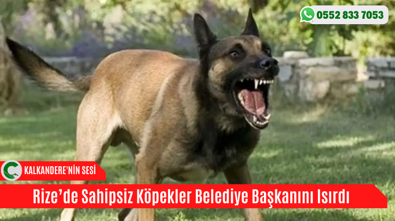 Rize’de Sahipsiz Köpekler Belediye Başkanını Isırdı