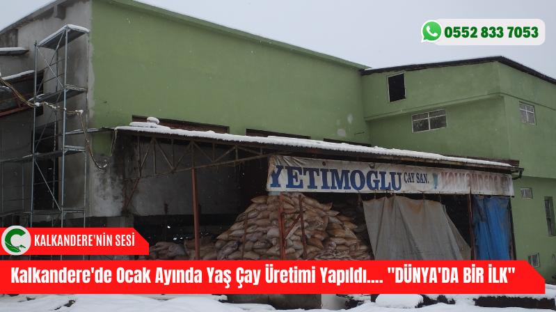 Kalkandere’de Ocak Ayında Yaş Çay Üretimi Yapıldı…. “DÜNYA’DA BİR İLK”